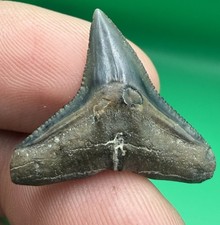 A Grade Bull Shark Tooth - Venice Florida .99”  picture