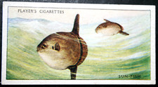 SUN FISH  Mola Mola   Vintage 1935 Illustrated Card  HF13MS picture