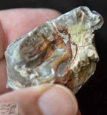 Suhyracodon Upper Molar, Fossil, South Dakota, Badlands, Oligocene, R995 picture