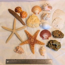 Premium Lot of Seashells, Conch Shells, Aquarium Decor picture