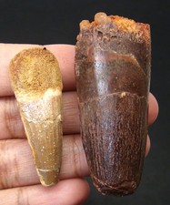 SPINOSAURUS DINOSAUR TEETH REAL FOSSILS 2.02” & 1.62