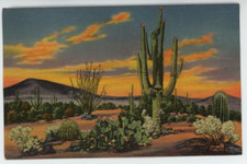 Sunset On The Desert Cactus Flower Landscape Caryology Varieties West Postcard picture