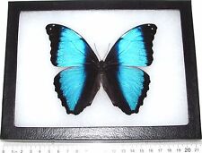 Morpho deidamia REAL FRAMED BUTTERFLY BLUE BLACK PERU picture