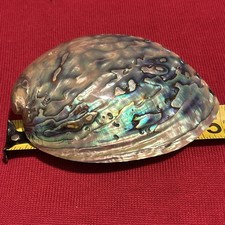 Medium Polished Abalone Shell 5”New Zealand Paua Rainbow Iridescent Beautiful picture