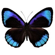 Eunica eurota blue black butterfly Peru WINGS CLOSED/UNMOUNTED picture