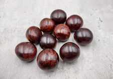 Brown Hamburger True Sea Beans Mucuna Sloanei (10 shells approx. 1+ inch) picture