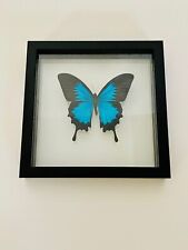 REAL FRAMED BUTTERFLY PAPILIO ULYSES picture