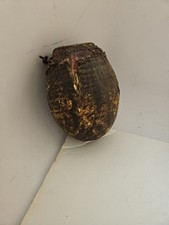 Old Hollowed Out Gourd Covered In Leather Drinking Vessel picture