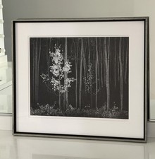 Ansel Adams Aspens Northern New Mexico Vintage Original Signed Photograph picture