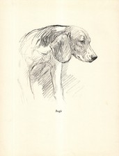 1938 Antique Beagle Print K F Barker Vintage Beagle Art Illustration 6522Q picture