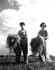 The clouds became threatening but harvest had to continue United - 1939 Photo picture