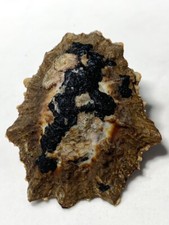 Formosa/SEASHELL/Cymbula oculus 59mm.South Africa picture