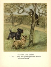 1947 Antique Cairn Terrier Print Scottish Terrier Print Vernon Stokes Art 7086d picture