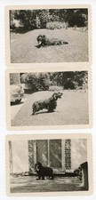 Skippy Cocker Spaniel Photo Lot 20 1948–1952 Dog Album Curtis picture