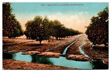 Antique Irrigating a California Orange Grove, Agriculture, Fruit, Postcard picture