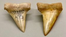 Pair of Gorgeous, Colorful beauties Fossil Extinct Mako Shark- Bakersfield, CA picture