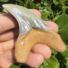HUGE Paratodus Benedini Shark Tooth 2.89” Indonesia picture