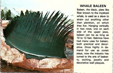 Vintage Whale Baleen Arctic Alaska Postcard picture