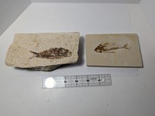 Green River Formation Fish Fossil Pair Wyoming Eocene Diplomystus Matrix Specime picture