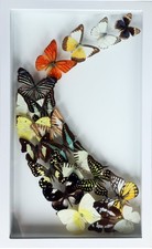 Real Mix Butterfly Shadow Box 3D Floating White Frame Glass Display 10x16 Inch picture