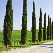 Seeds of Italian pyramidal cypress (Cupressus) — 50 pcs picture