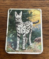 1909-11 Hassan Animals Series Tobacco T29 Serval picture