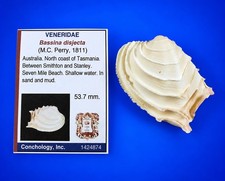 Bassina disjecta 53.7mm Wedding Cake Venus Australian Seashell w/data label picture