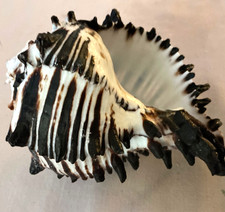 large black striped murex seashell from the phillipines 5
