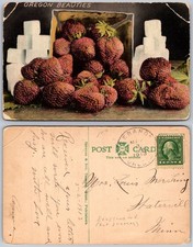 Exaggeration Oregon Beauties Giant Strawberries Sugar Postcard picture