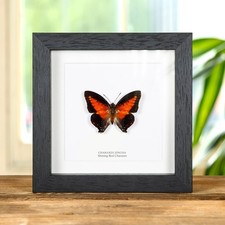 Taxidermy Shining Red Charaxes Frame (Charaxes zingha) picture