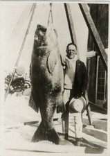 c.1920's PRESS PHOTO - QUITE A CATCH SEA ANGLER HUGE FISH  picture