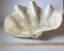 NATURAL GIANT CLAM SHELL TRIDACNA GIGAS 20x12x7