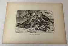 1885 print ~ GROUP OF BUNTINGS ~ 9x12 picture