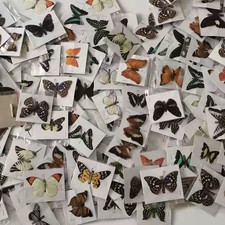 20 Pcs Real Butterfly Specimens Mixed Species Taxidermy DIY Home Decor Gift picture