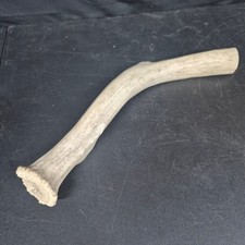 Natural Elk Antler Crown 15.5 Inch Shed Section for Crafting Decor Knife Handle picture