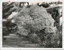 1975 Press Photo Euphorbia Lellcocephala plant in the garden - lra72769 picture