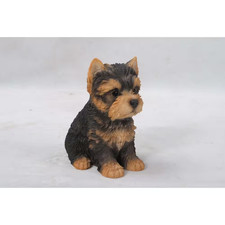 Yorkshire Terrier Puppy picture