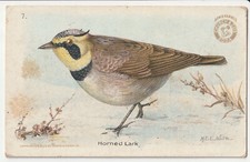 Horned Lark No. 7 Arm & Hammer M.E. Eaton c1900s Victorian Trade Card picture