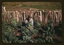 Pie Town New Mexico Mr. Leatherman 1930s Homesteader Tying Cauliflower picture