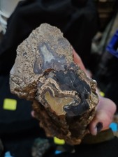 Blue Forest Wyoming Petrified Wood Log Specimen (1lb 3oz) picture