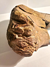 Hadrosaur Dinosaur Fossil Fibula T-Rex Bite Marks picture
