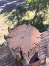 Old Growth Juniper Wood Piece 1854 Pikes Peak Big Burn Fire Salvage picture