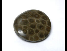 Polished Petoskey Stone Specimens - Large picture
