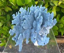 Very LARGE Blue Coral Large One of Kind; 9x9x9