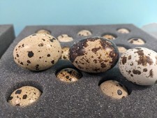 25 Premium Coturnix Quail Hatching Eggs. picture