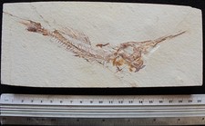 Apateopholis 38 - Swordfish - Nice Teeth - Cretaceous Fossils Lebanon picture