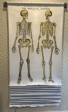 Nystrom Frohse American Anatomical Pull Down Wall Chart set of 11 vintage poster picture