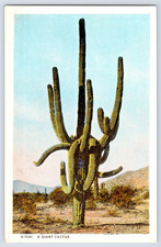 Arizona Giant Cactus In Desert Vintage Fred Harvey c1920s Postcard picture