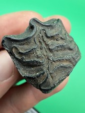 Authentic Fossil Horse Tooth Peace River Florida Fossil picture