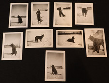 WW2 US Army K-9 Handler Photo Collection 9 Photographs Snowy Setting, Scarce picture